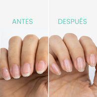 Base Reparadora